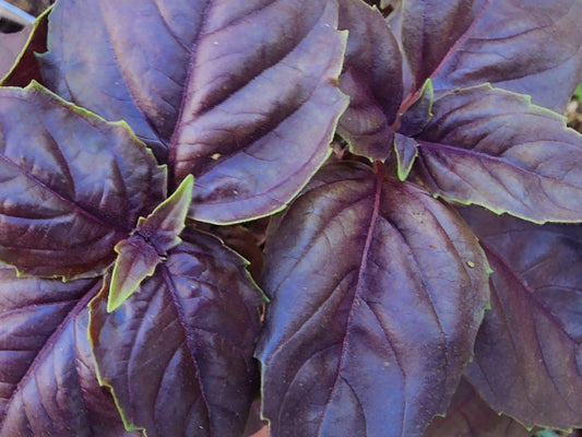 Dark Opal Purple Sweet Basil Seeds