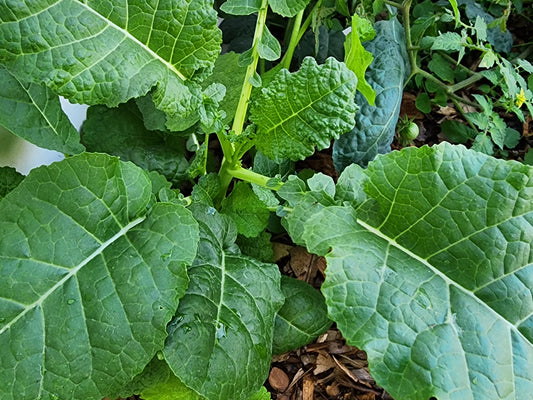 Ethiopian Kale Seeds