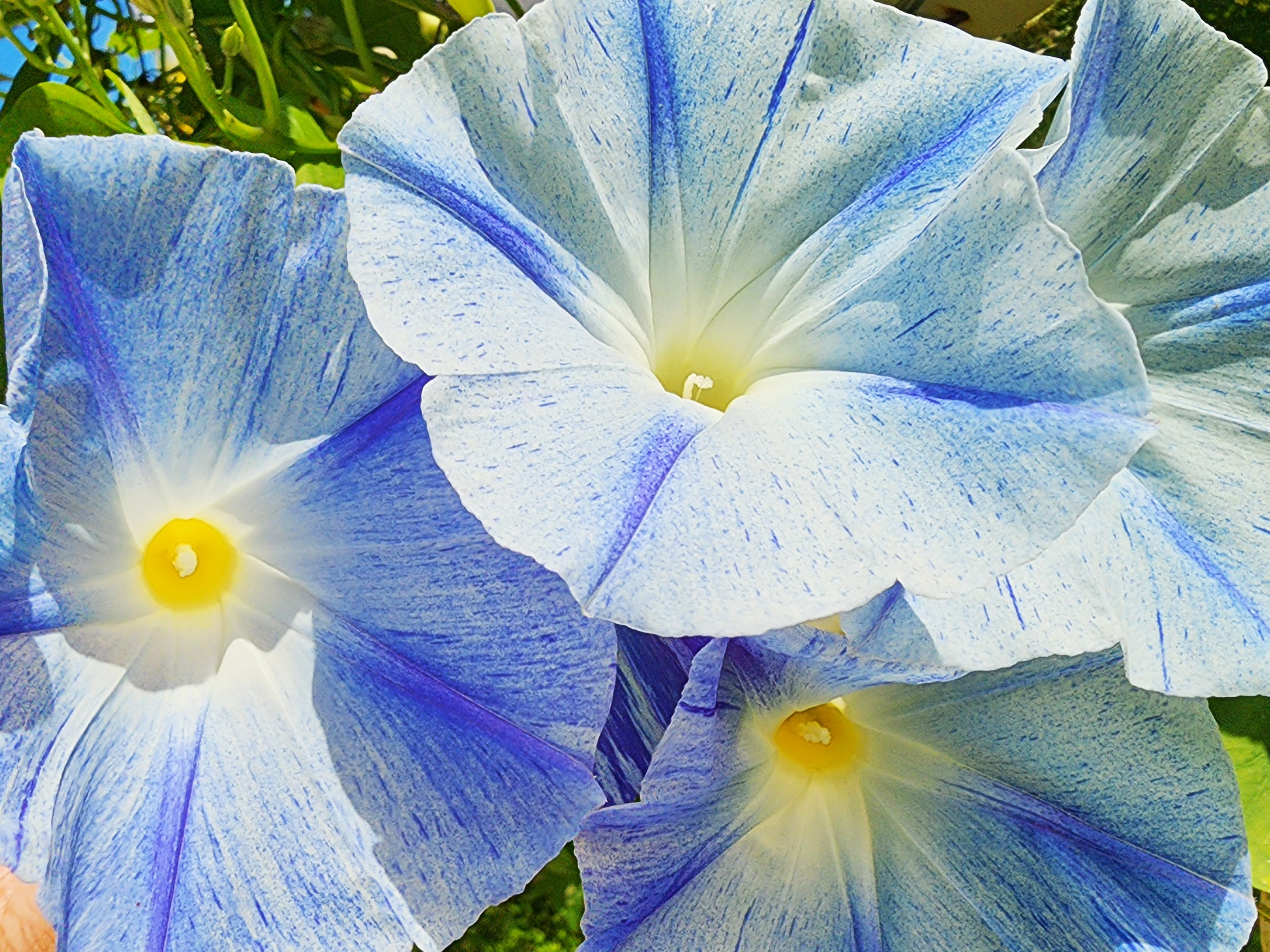 Flying Saucers Morning Glory – Blue Vining Flower Seeds – Jerra's