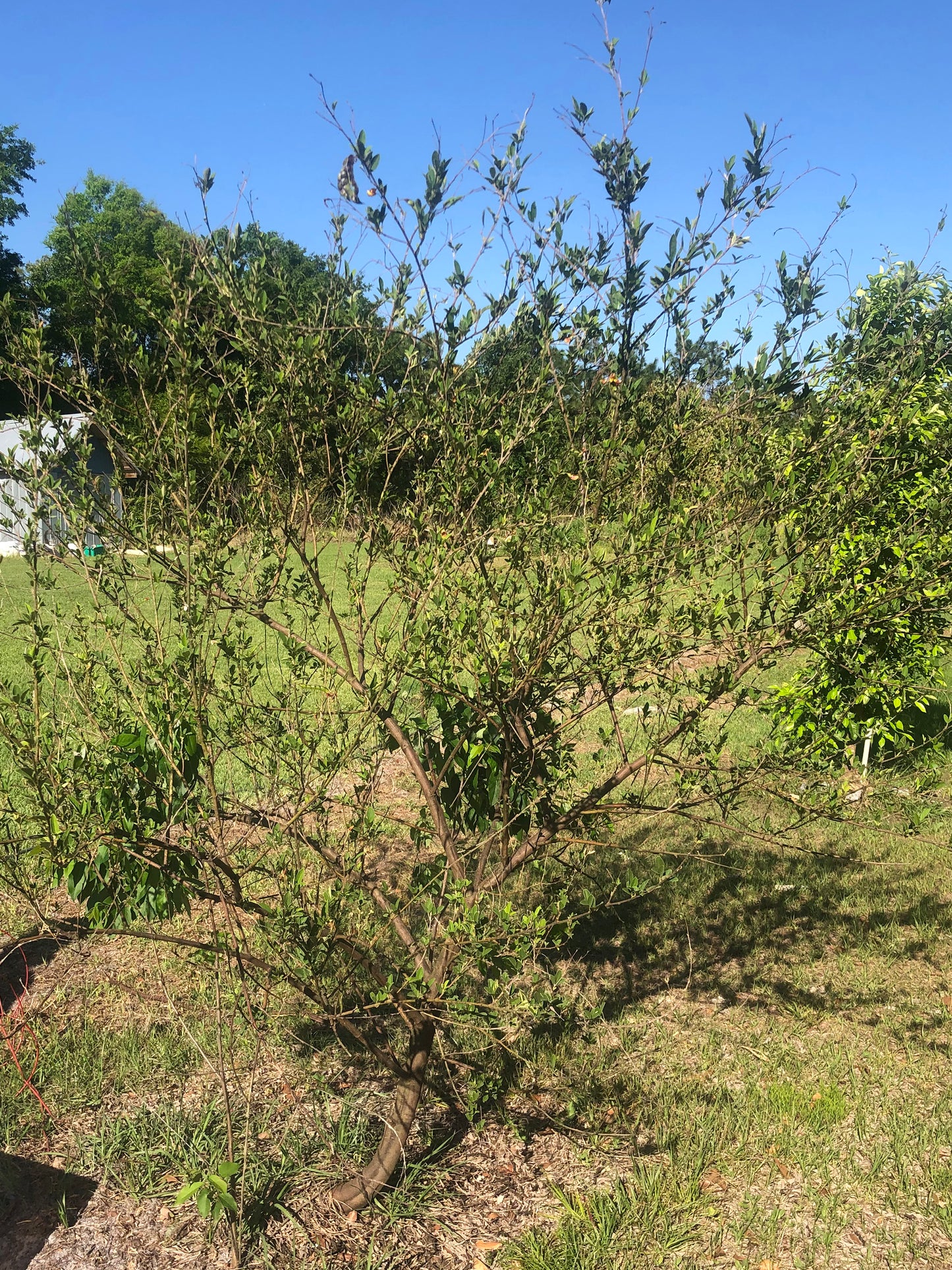 Pigeon Peas aka Guandules Seeds