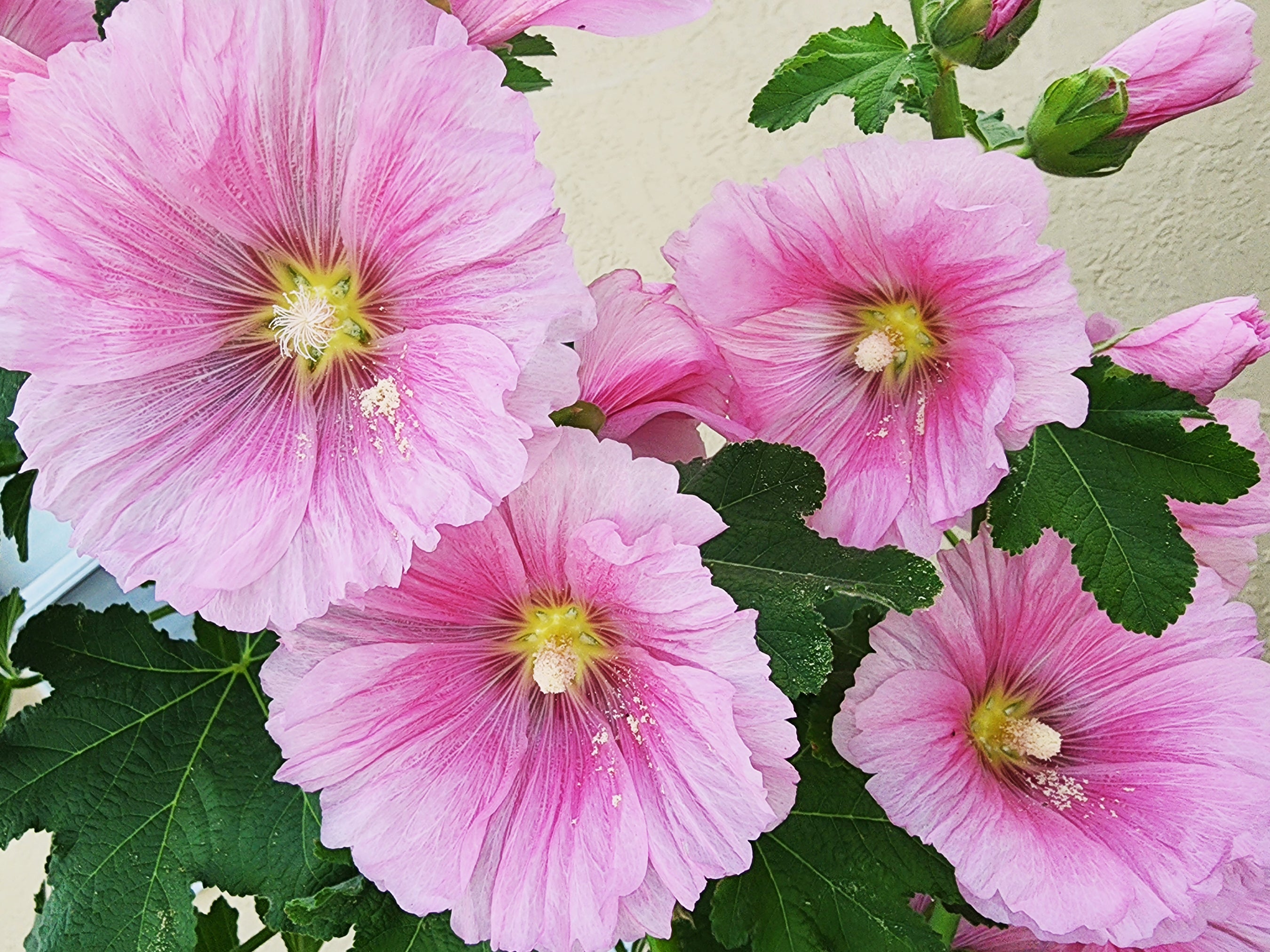 hollyhock seed to flower time Hollyhock Mixed Colors – Tall Heirloom Flower Seeds – Jerra's Garden