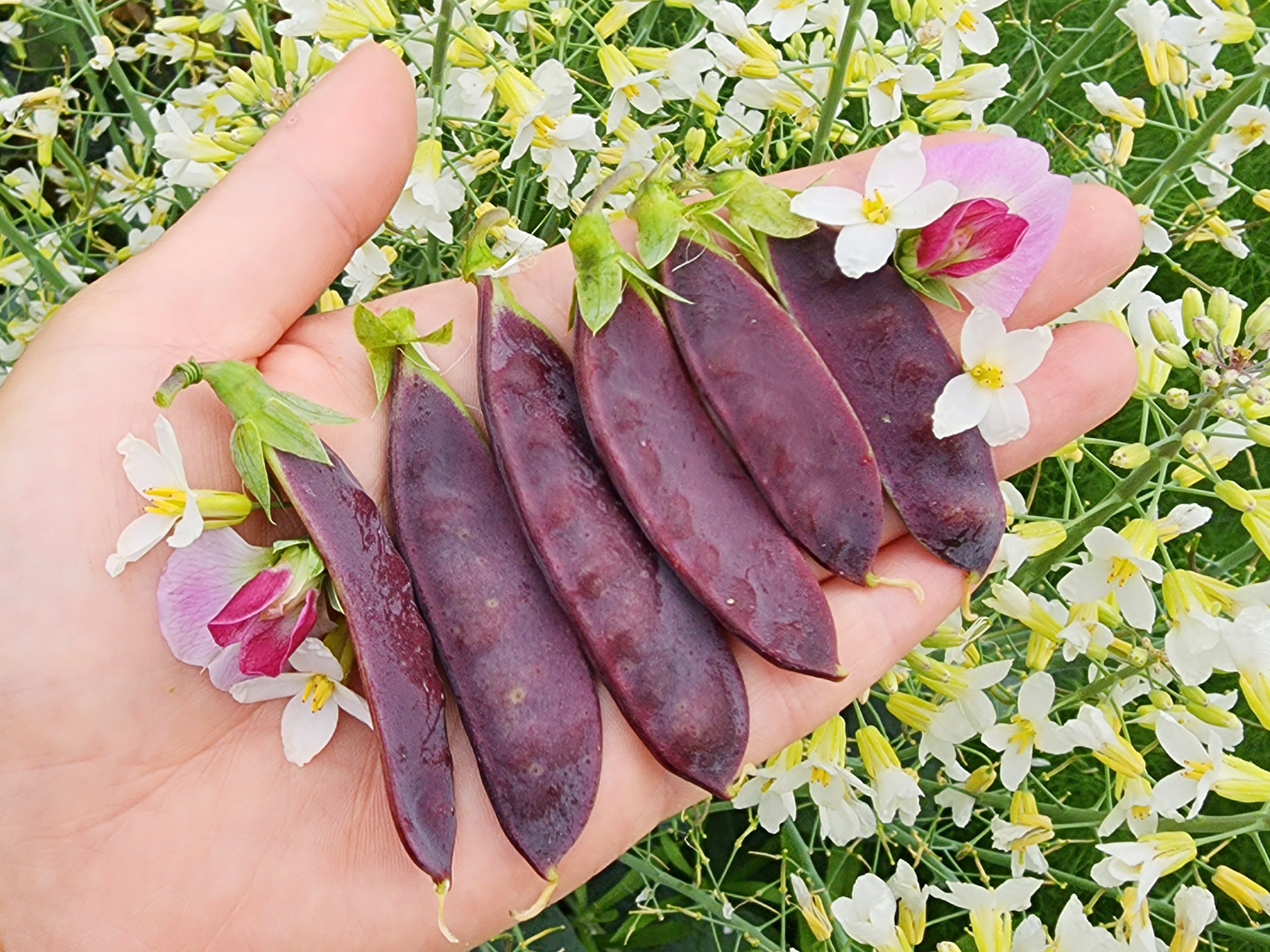 king tut plant seeds King Tut Purple Podded Pea Seeds
