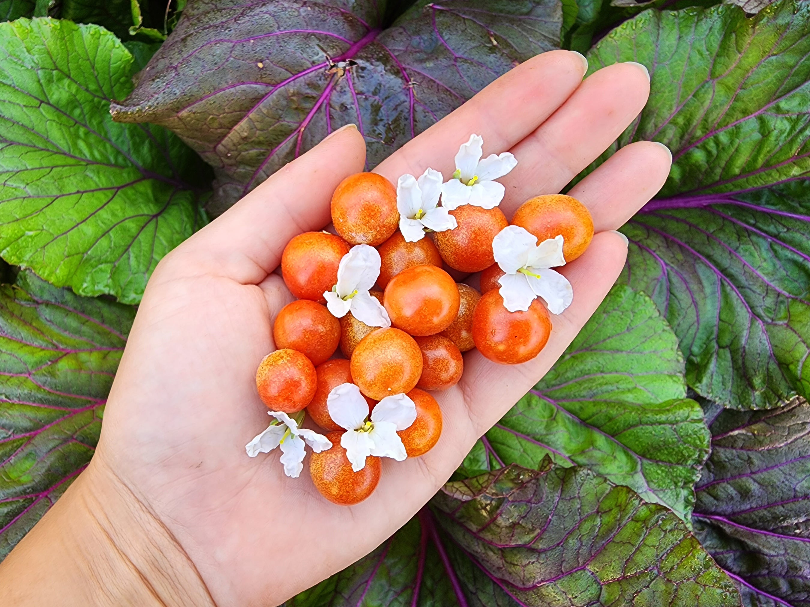 Mexico Midget Cherry Tomato – Award-Winning Flavor – Jerra's Garden