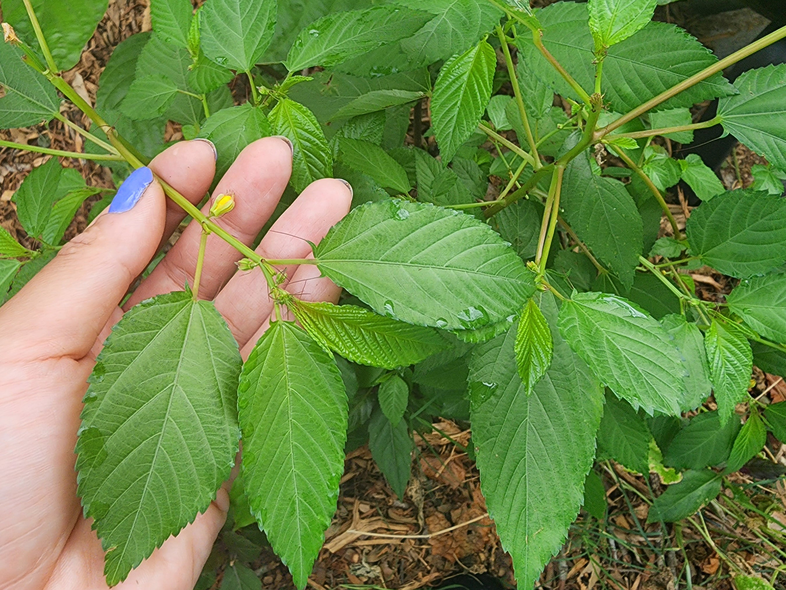 molokhia plant seeds Molokhia Egyptian Spinach Seeds