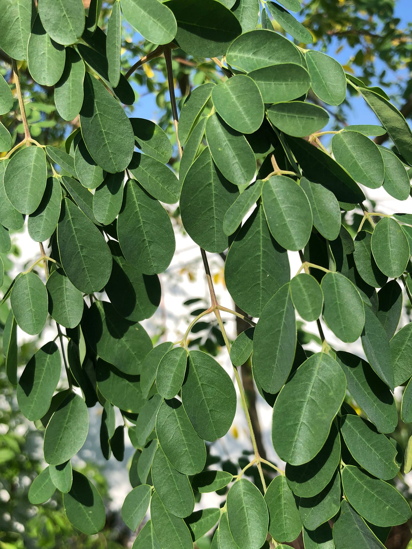 Moringa aka Tree of Life Seeds