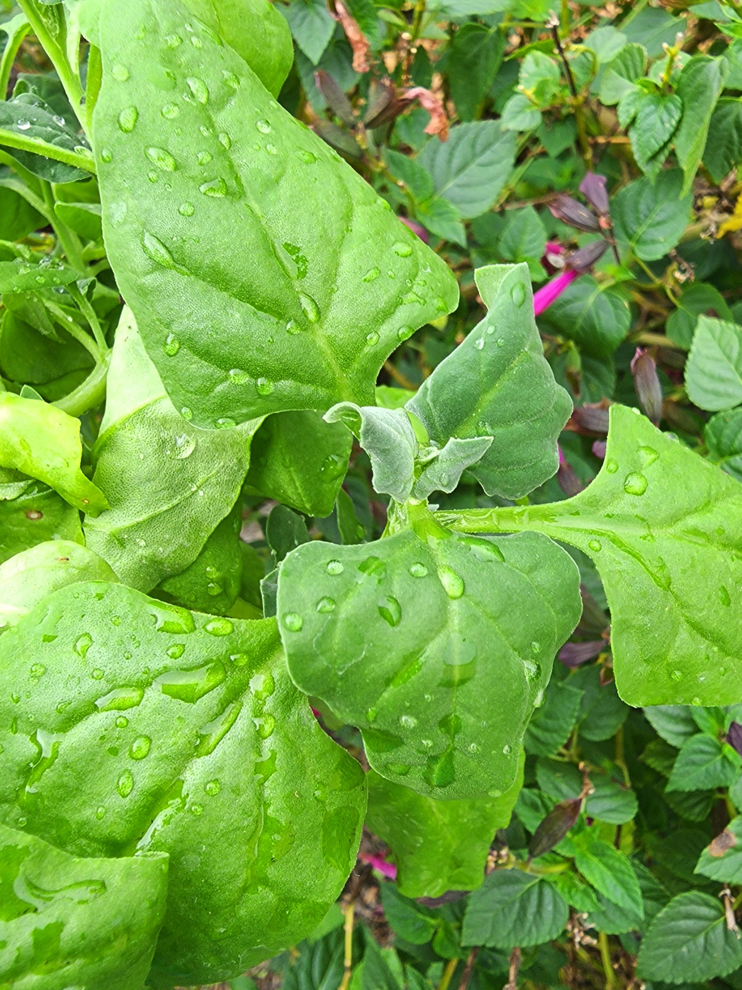 New Zealand Spinach Seeds