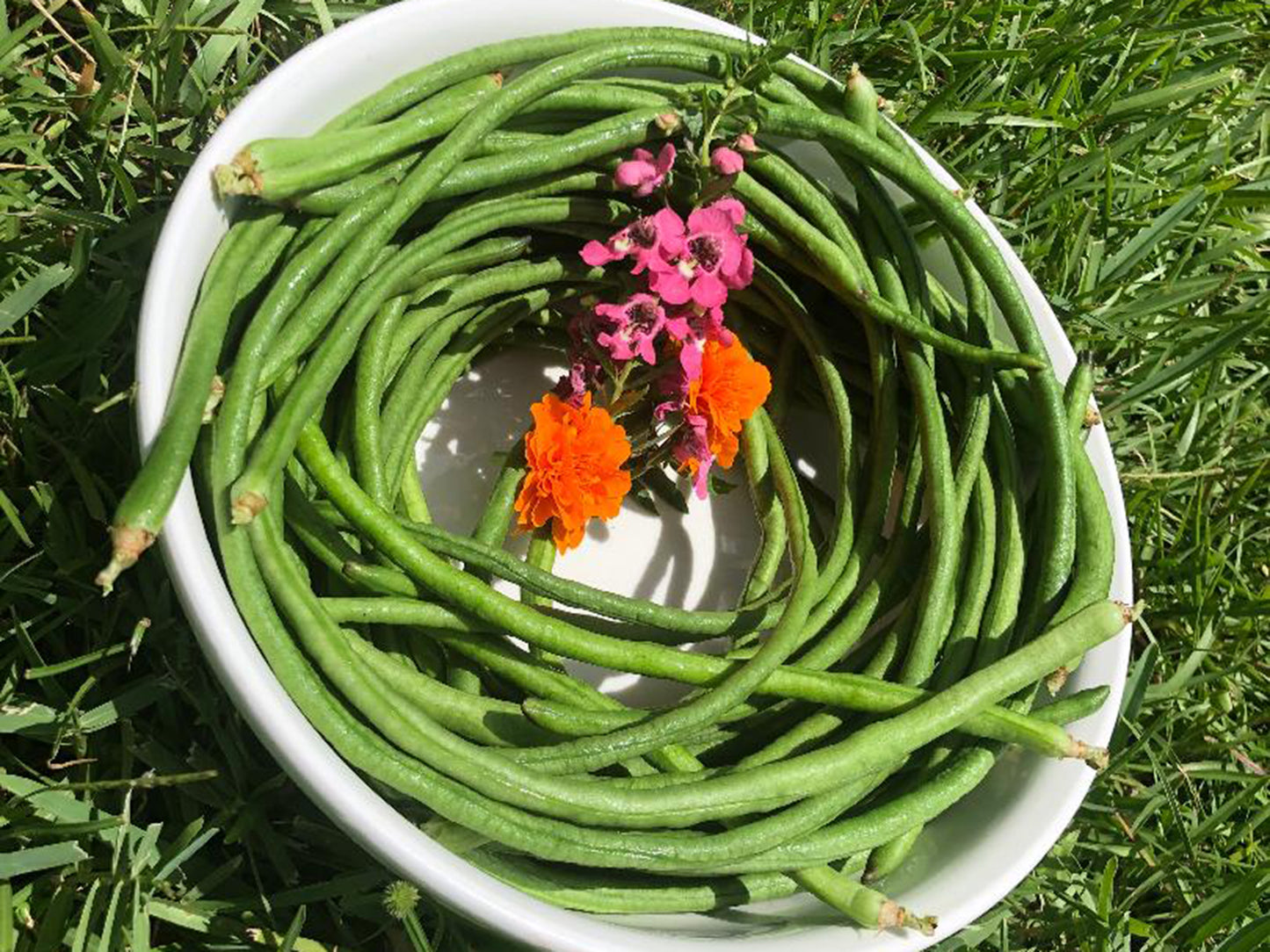 Dark Green Yard Long Bean Seeds