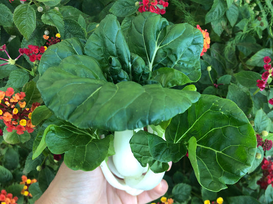 Canton Bok Choy Seeds