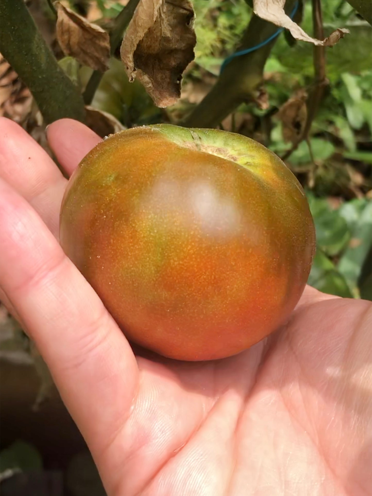 Paul Robeson Tomato Seeds
