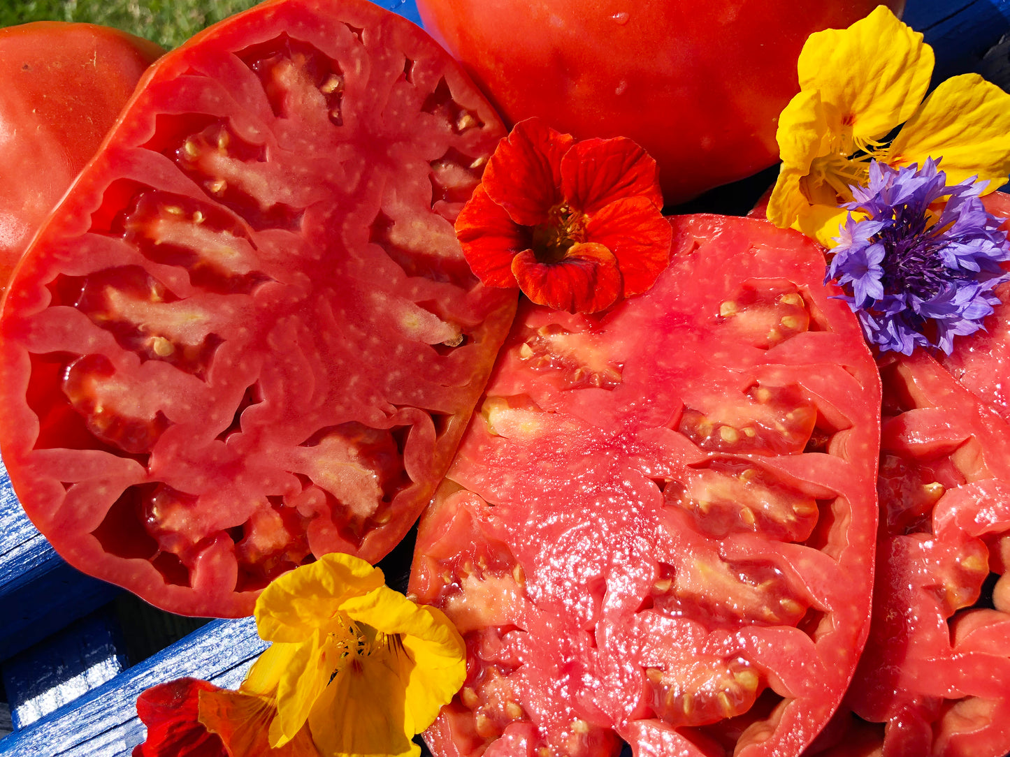 Pomodoro Cuore Antico di Acqui Terme Tomato Seeds