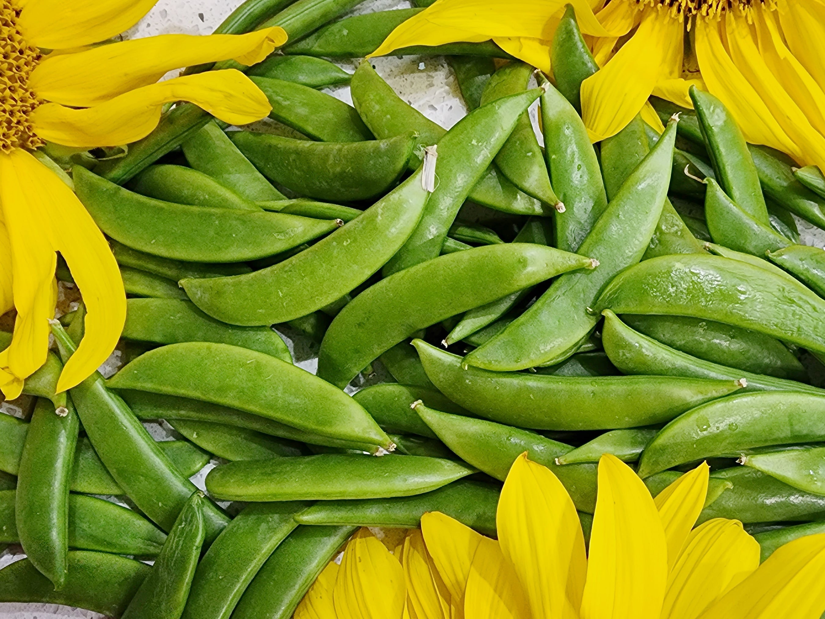 succulent that looks like pea pods Sugar Daddy Snap Pea – Stringless & Sweet Heirloom Seeds – Jerra's Garden