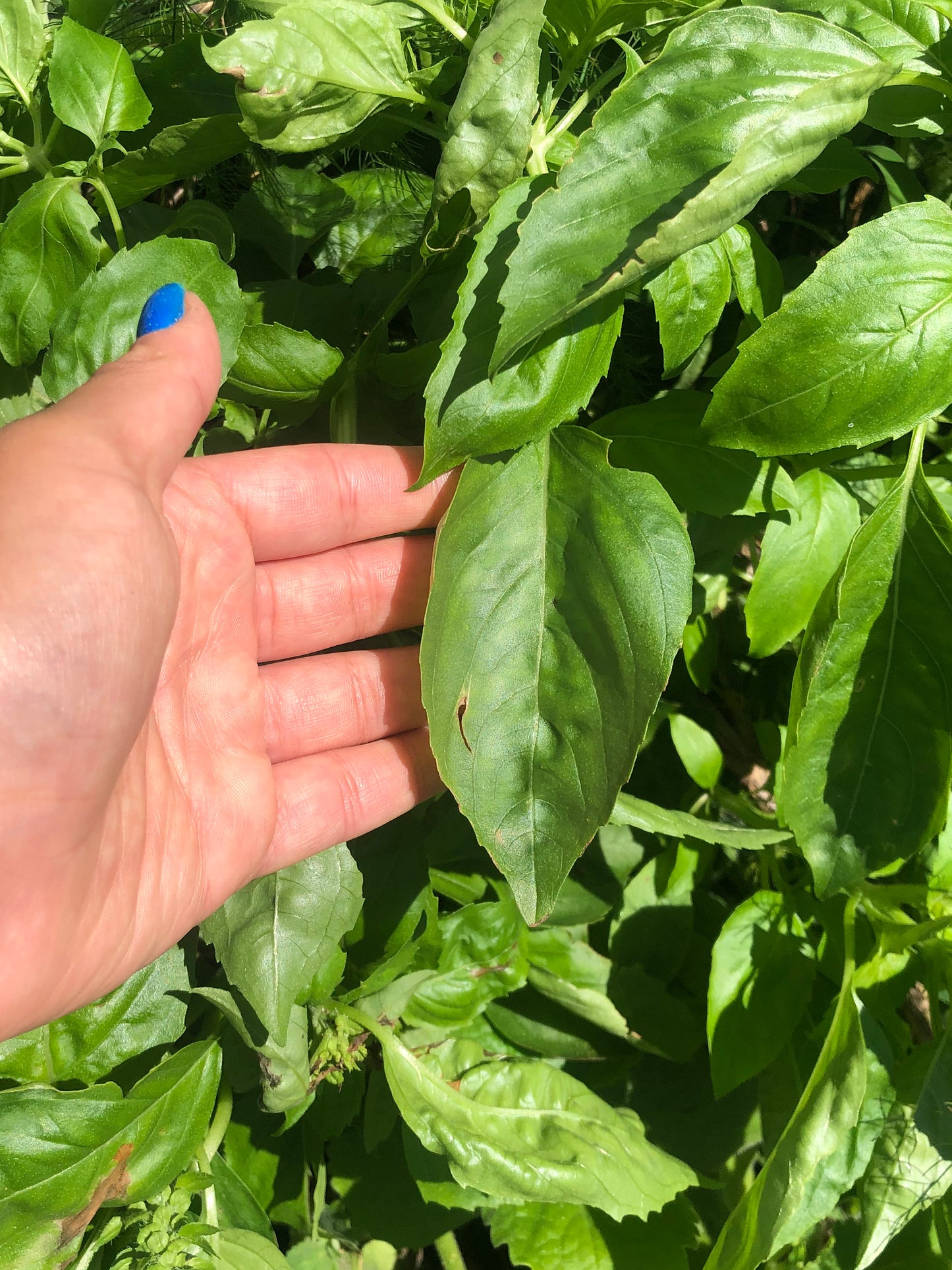 Italian Sweet Basil Seeds