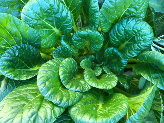 Tatsoi Asian Mustard Greens Seeds