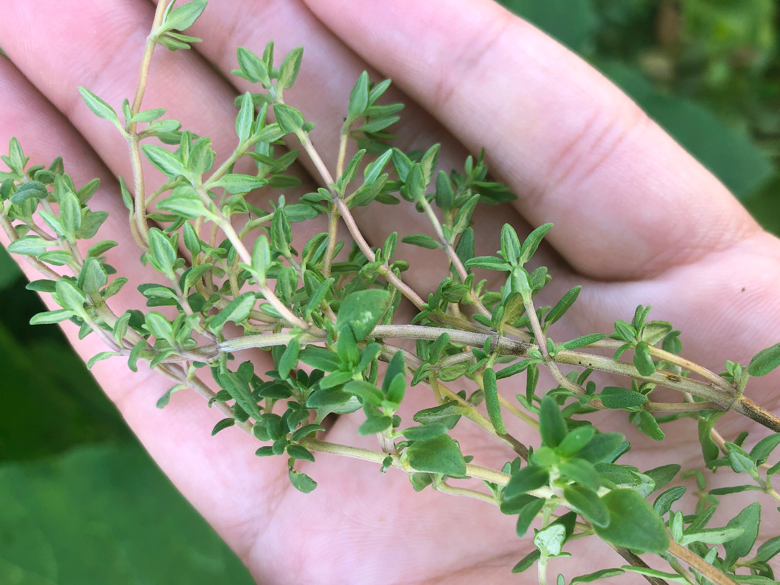 Thyme Herb Seeds – Classic Culinary Heirloom – Jerra's Garden