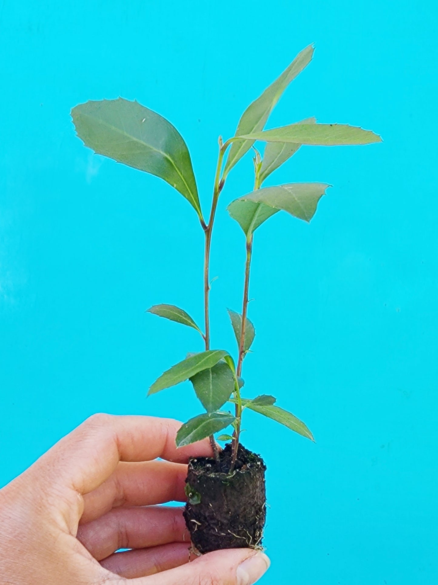 Yerba Mate LIVE Starter Plant