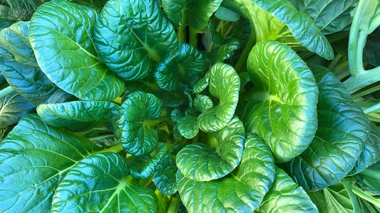 My Top 10 Favorite Fall Crops