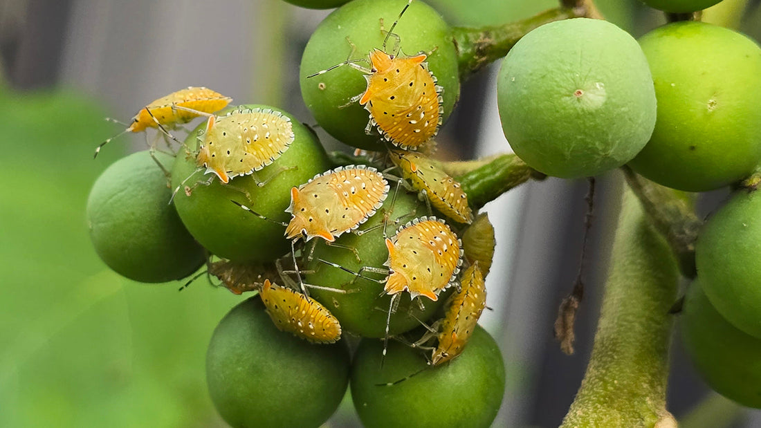10 Organic Pest Prevention Tips for a Healthy Garden