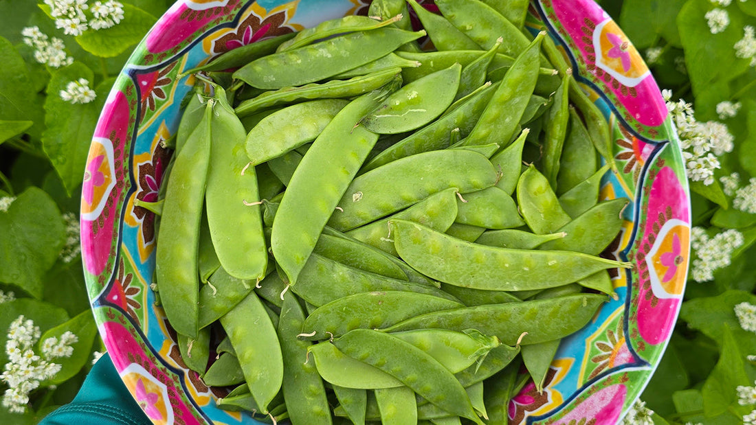 10 Tips To Grow Lots Of Snow Peas