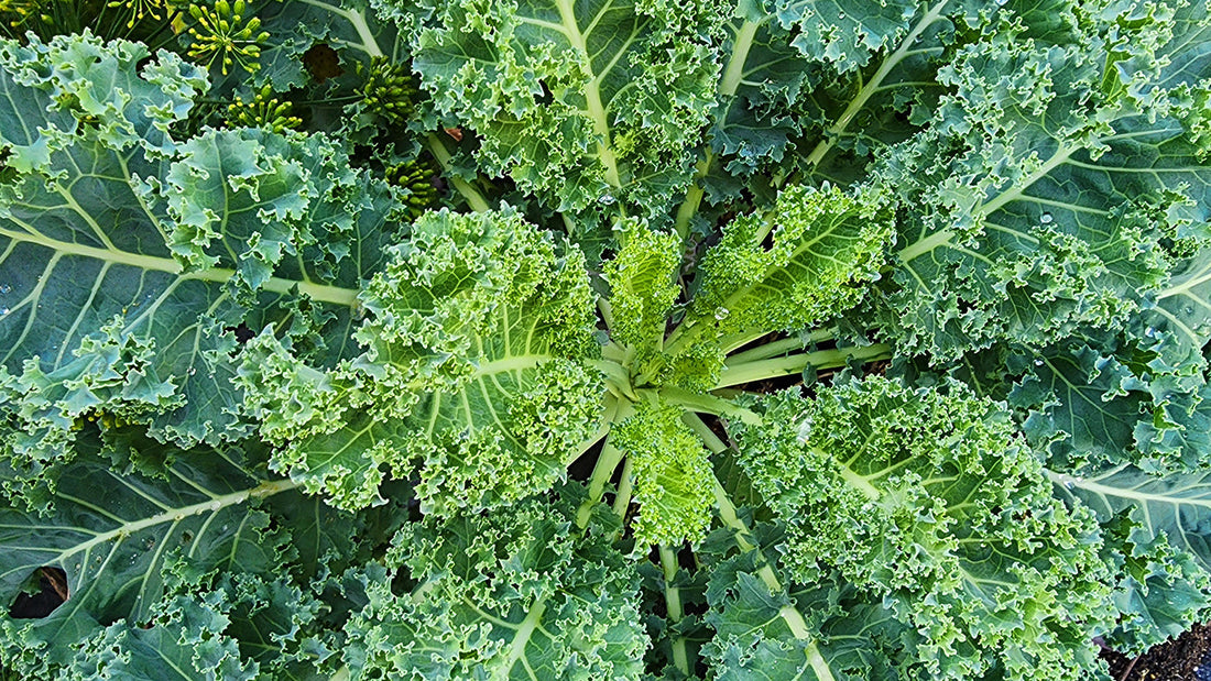 10 Unique Winter Vegetables to Grow During The Winter