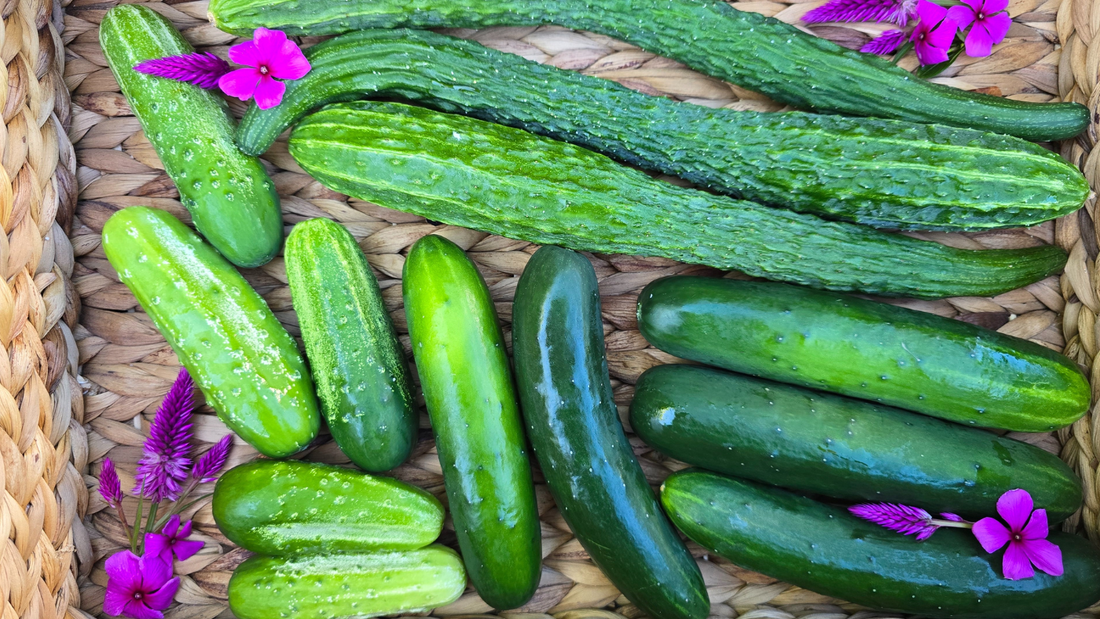 10 Reasons Your Cucumbers Are Not Growing