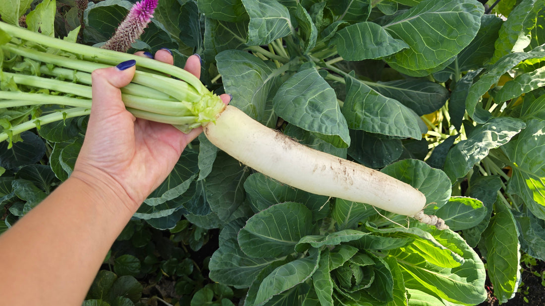 How to Grow Daikon Radish: Complete Guide From Seed to Harvest