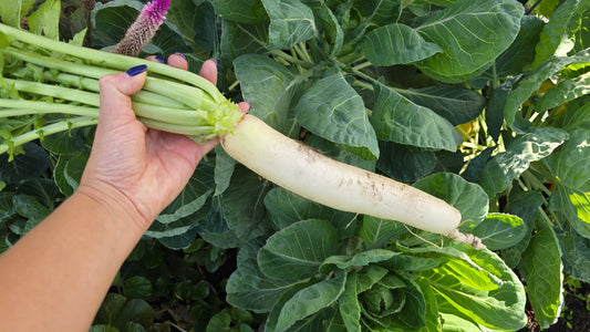 How to Grow Daikon Radish: Complete Guide From Seed to Harvest