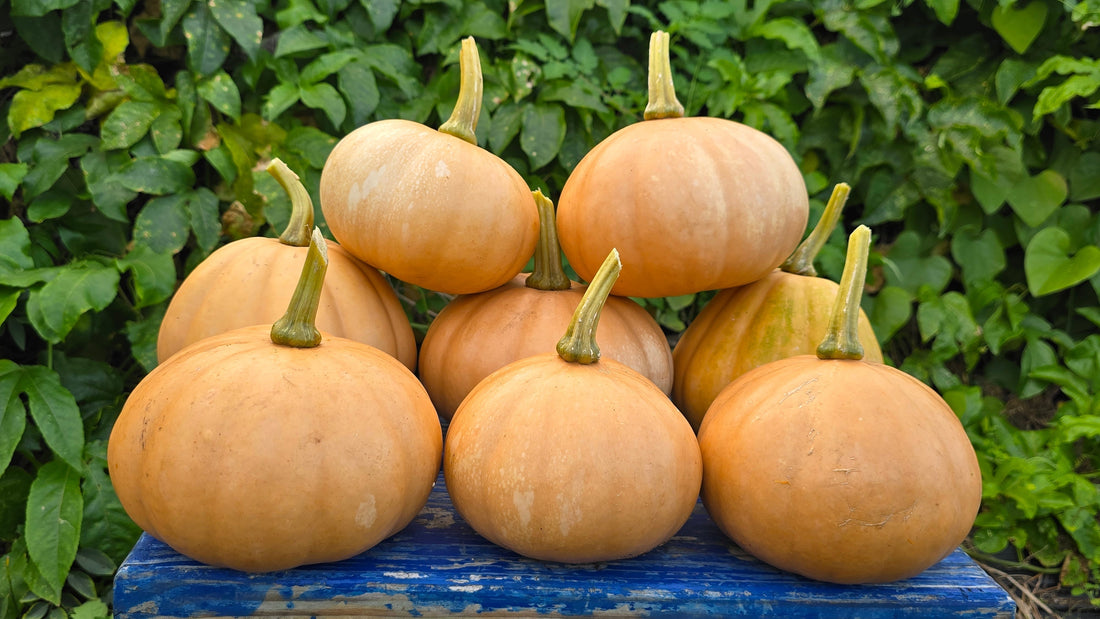 How to Grow Seminole Pumpkins from Seed to Harvest