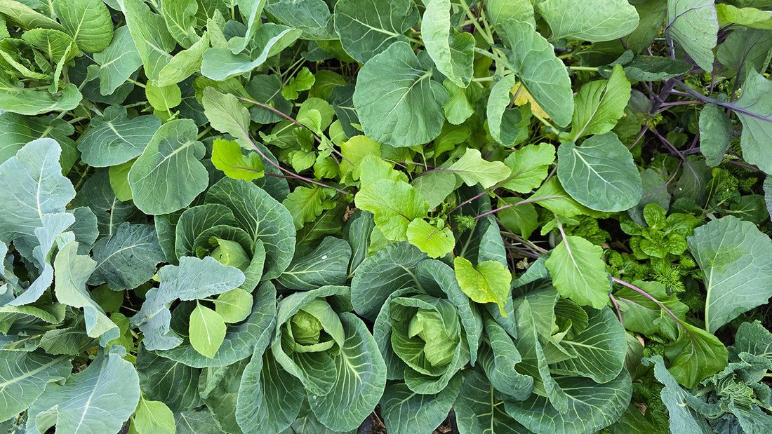 February Garden Guide: 72 Crops to Plant Now