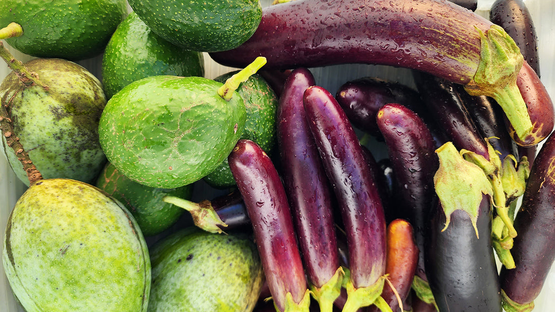 Top 5 Easiest Vegetables to Grow in Florida