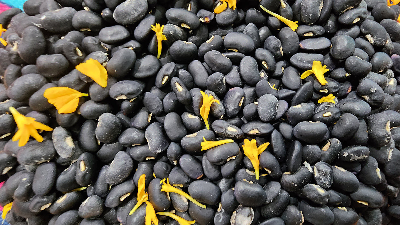 Puerto Rican Black Bean Garden Guide: From Seed To Harvest – Jerra's Garden