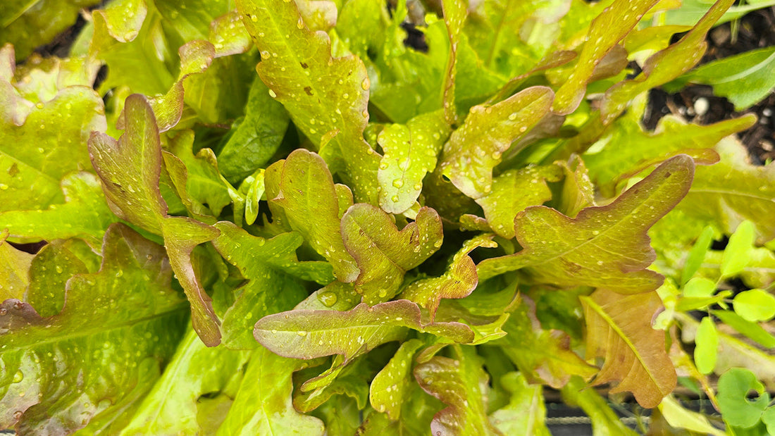 What Vegetables Are Difficult to Grow in Florida?