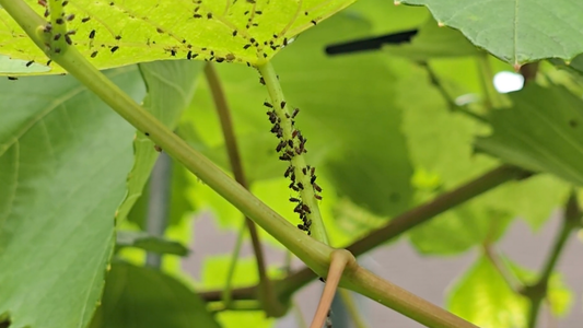 Florida Fall Garden Pests (and Natural Ways to Manage Them)