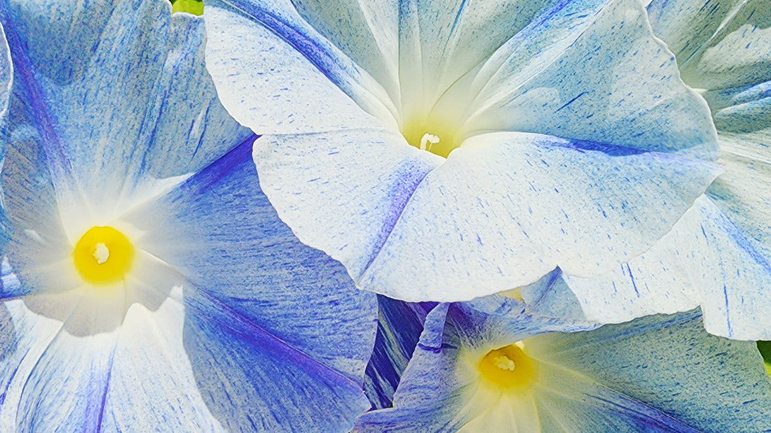 April Gardening Guide - What To Plant Now For Every Garden Zone