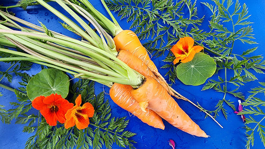 Carrot Growing Guide