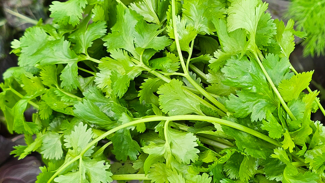Growing Cilantro: A Beginner Gardener's Guide