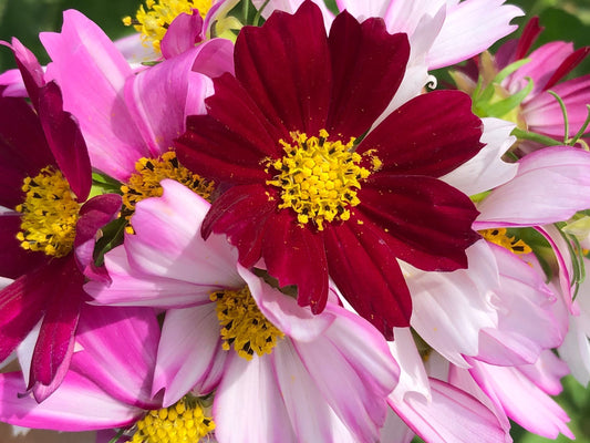 Best Flowers and Pollinator Plants for the Florida Fall Garden