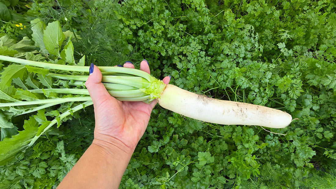 The Ultimate Guide to Growing Daikon Radishes: From Seed to Table