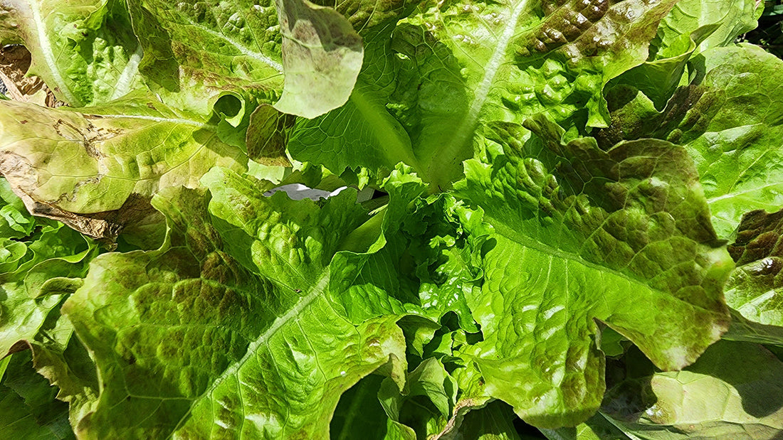 December Gardening Guide - What To Plant In December For All Garden Zones