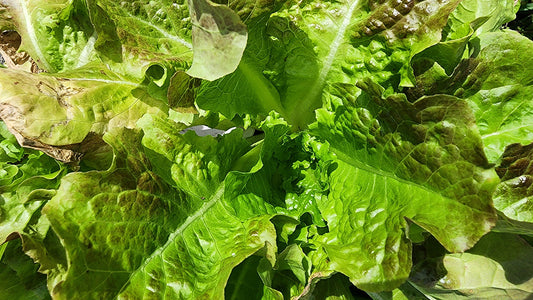 December Gardening Guide - What To Plant In December For All Garden Zones