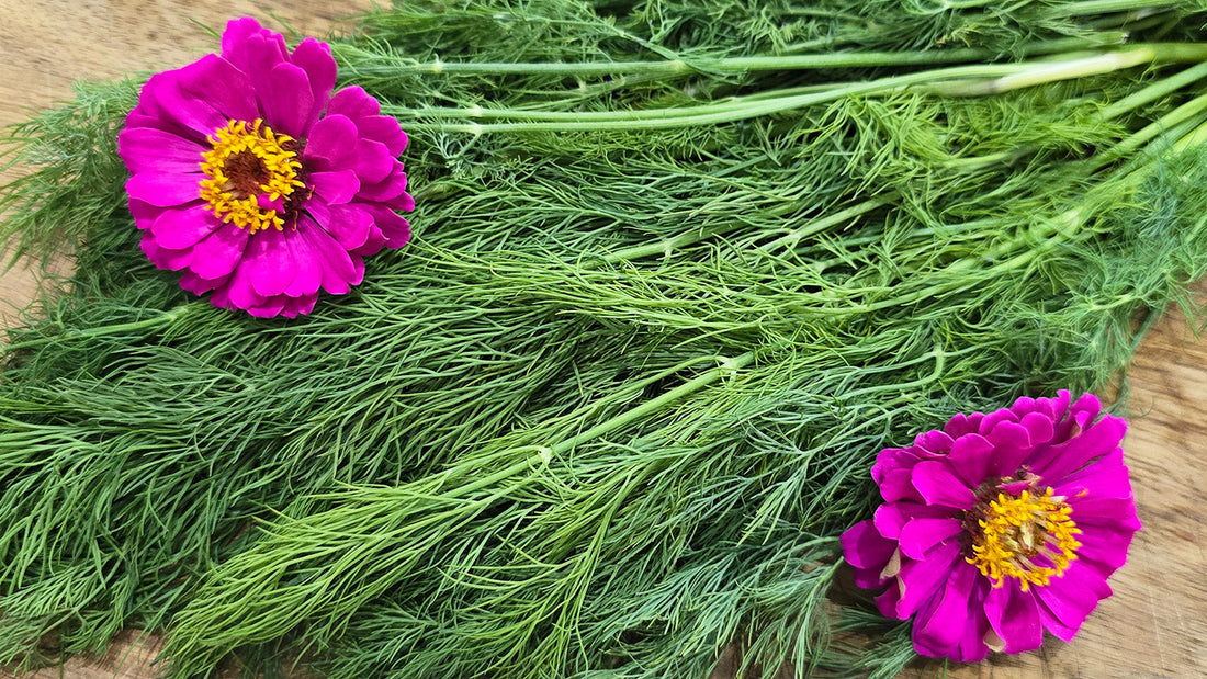 How to Grow Dill from Seed to Harvest: A Complete Garden Guide