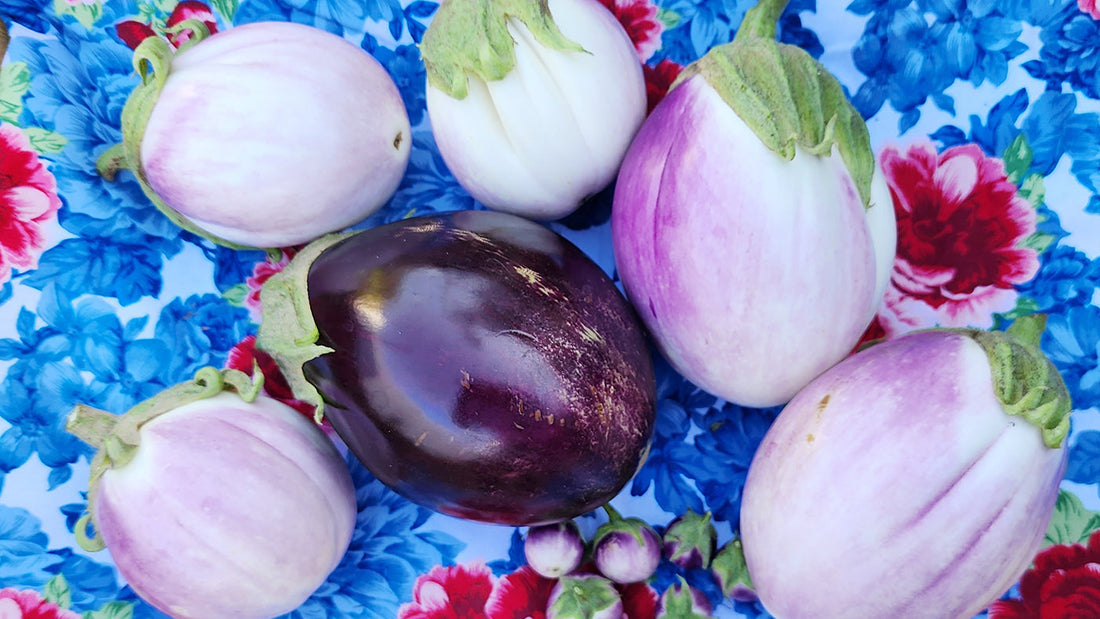 Eggplant Growing Guide for Every Gardener