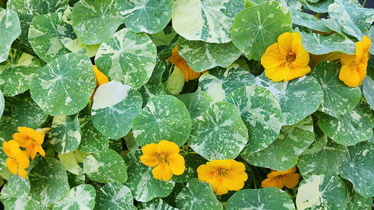 February Gardening Guide - What To Plant Now For Every Garden Zone