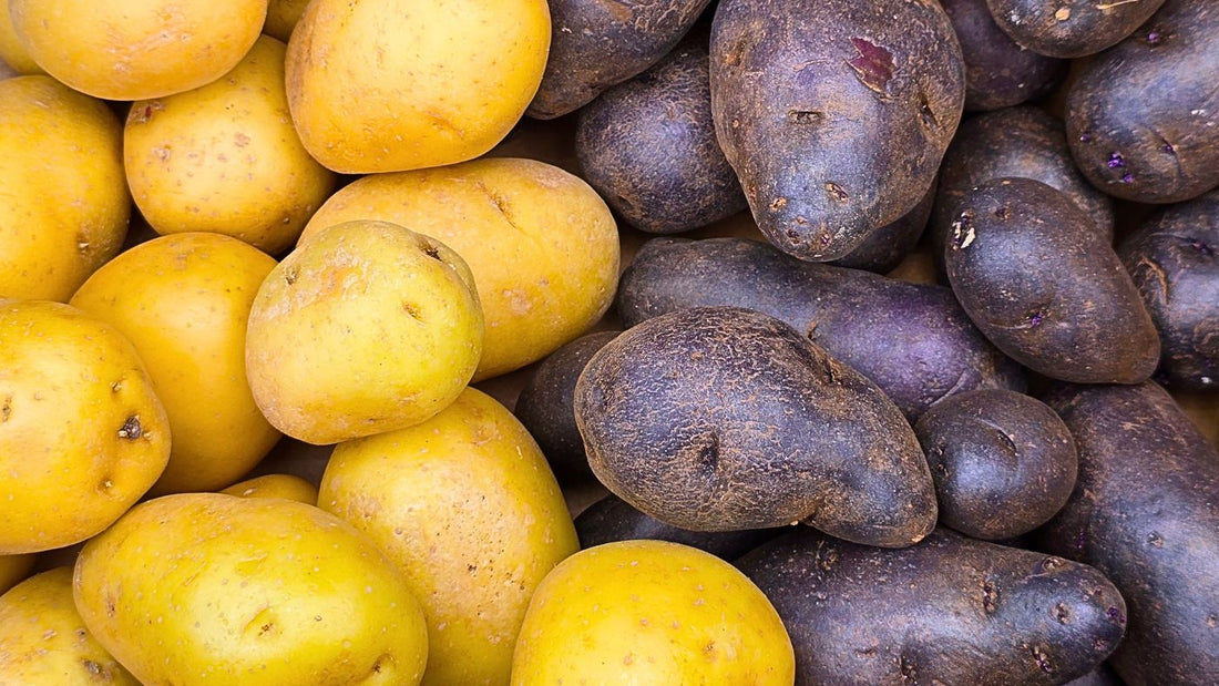 How to Grow Potatoes in Florida & Warm Climates: A Complete Guide from Planting to Harvest