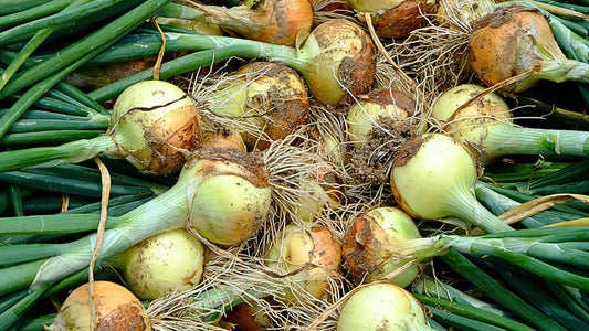 How to Grow Short-Day Onions: Planting, Care & Harvest Guide