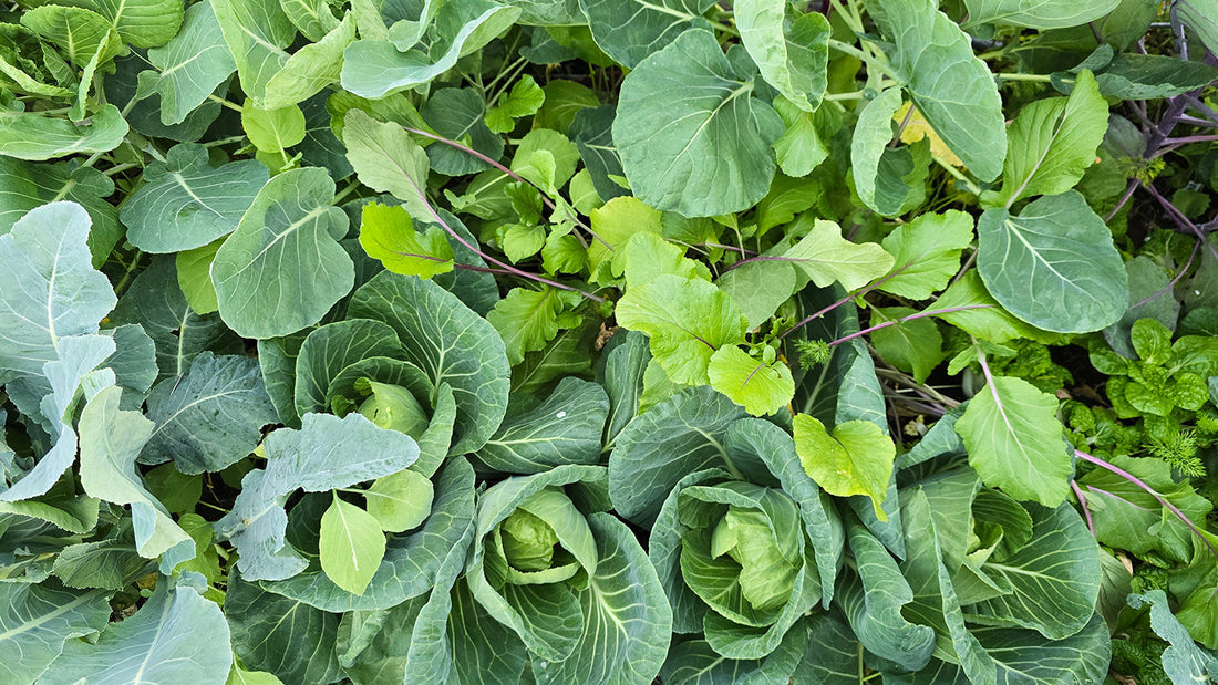 Lazy Gardener Tips to Keep Your Plants Alive in Winter Without the Hassle