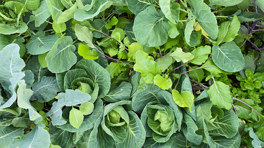 Lazy Gardener Tips to Keep Your Plants Alive in Winter Without the Hassle