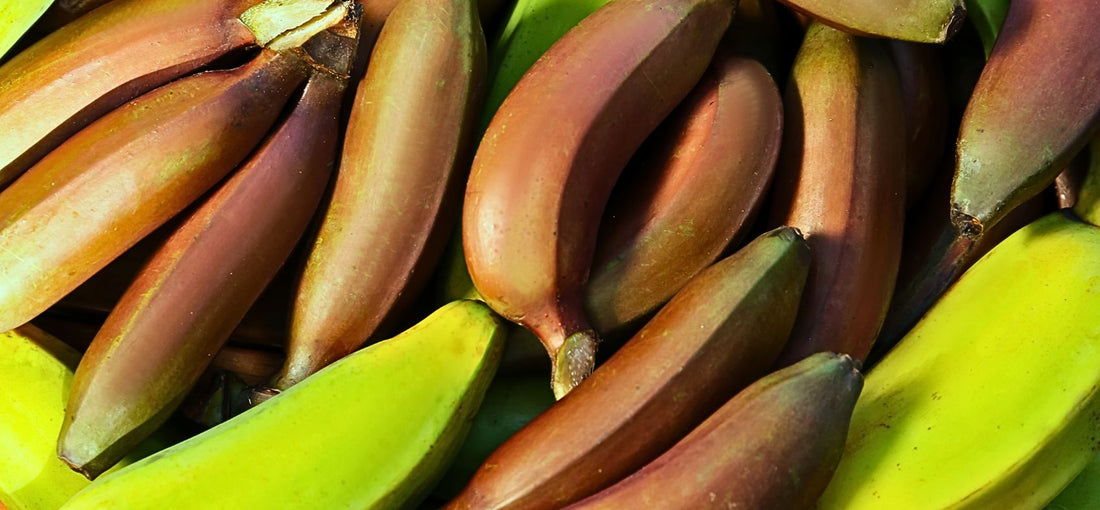 How to Plant & Grow Bananas: A Complete Guide