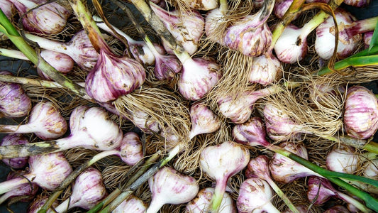 How to Plant Garlic for Bigger Bulbs (Step-by-Step Guide for Any Climate)
