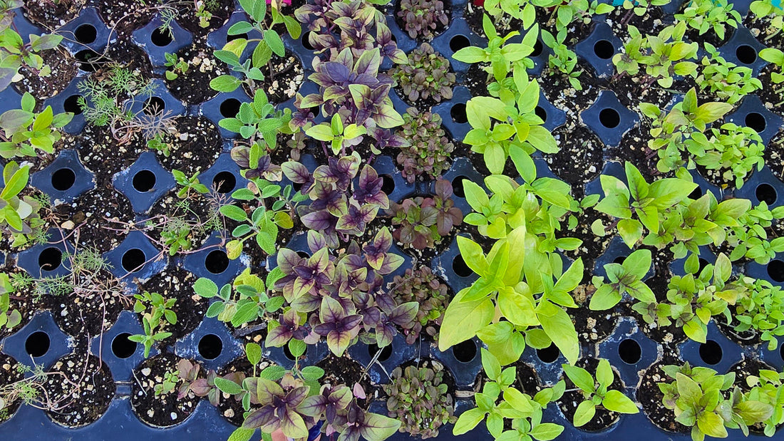 How to Grow Herbs from Seed – A Step-by-Step Gardening Guide