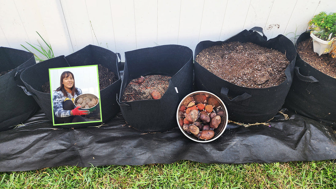 How to Grow Potatoes in Grow Bags
